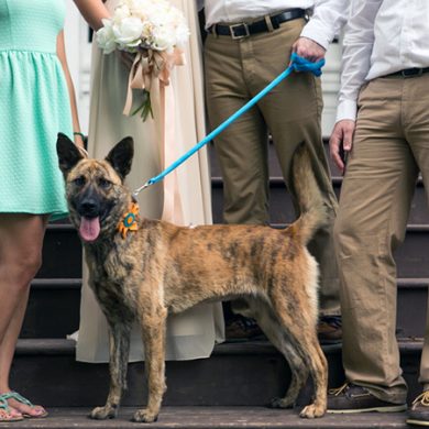 Wedding party posing with a local rescue dog.