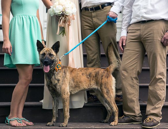 Wedding party posing with a local rescue dog.