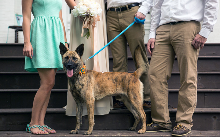 Wedding party posing with a local rescue dog.